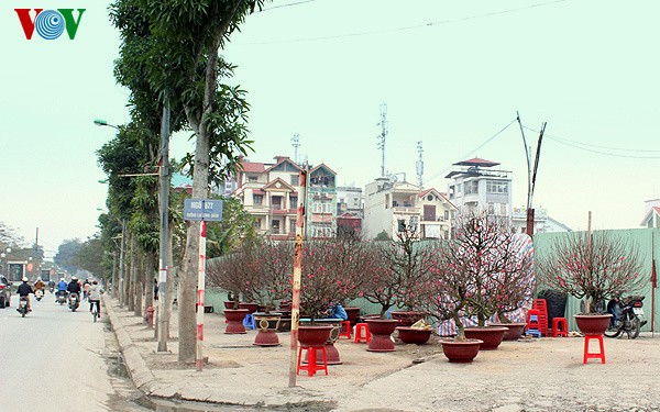 Peach blossoms in Hanoi  - ảnh 11